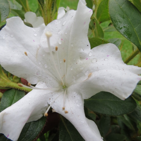 Azalea encore® Lily