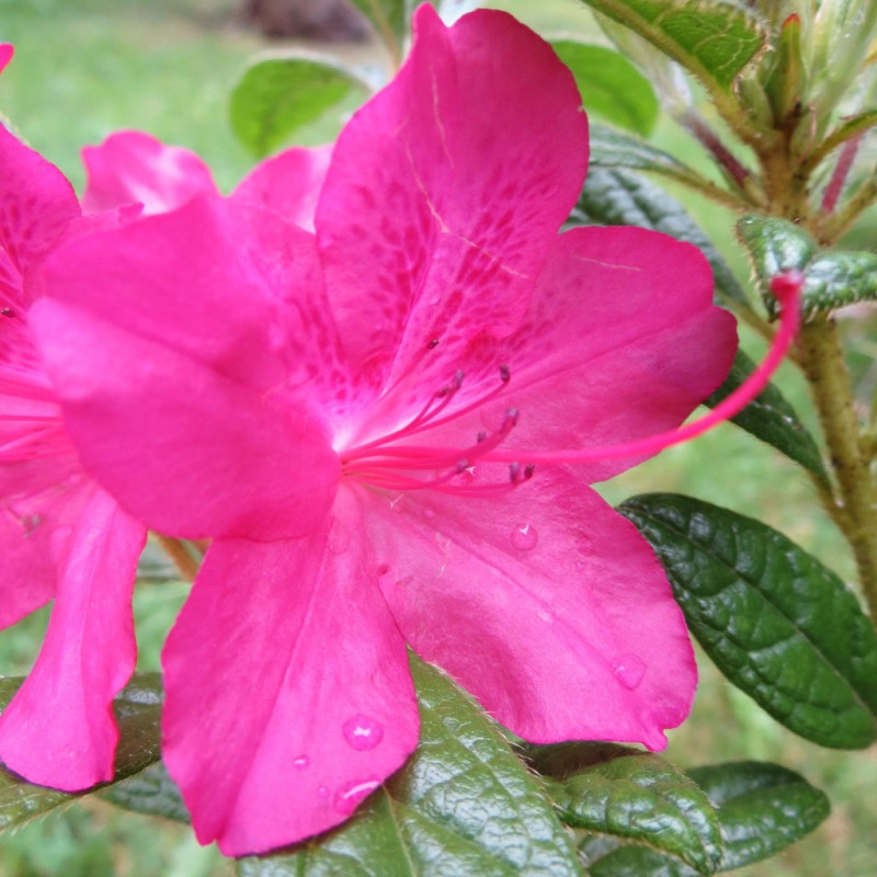 Azalea encore® jewel