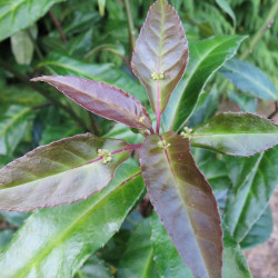 Helwingia chinensis