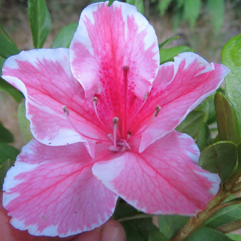 Azalea encore® sunburst