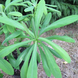 Euphorbia stygiana subsp. santamariae