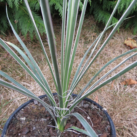 Yucca harrimaniae