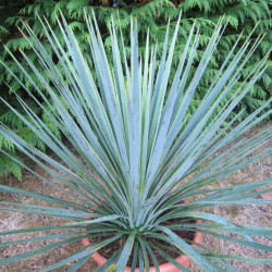 Yucca linearifolia blue x Yucca treculeana caniculata