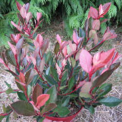 Photinia fraseri chico