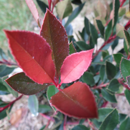 Photinia fraseri chico