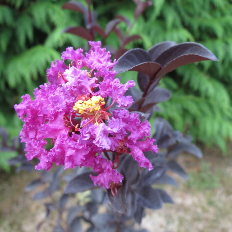 Lagerstroemia purely purple