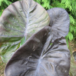 Colocasia kona coffee