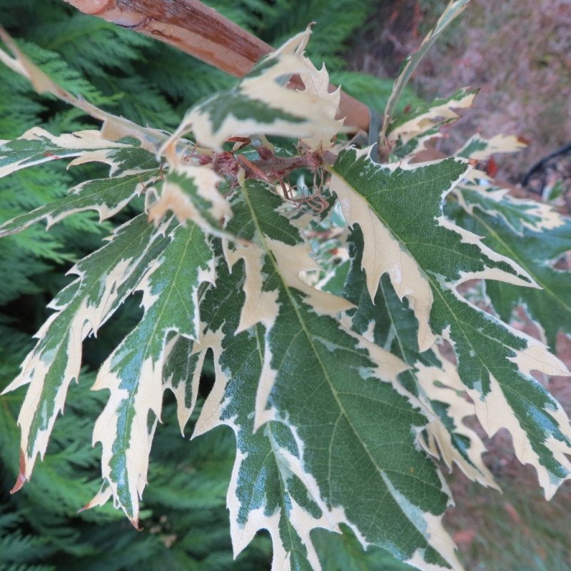 Quercus cerris variegata