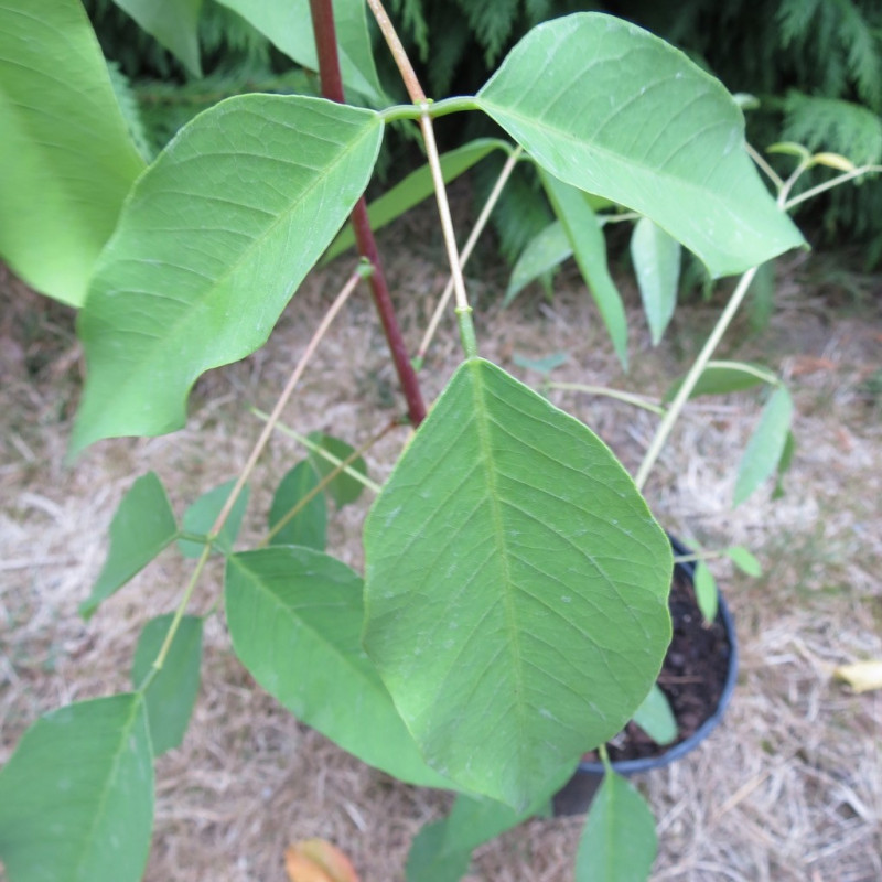 Erythrina compacta Zwijnenburg