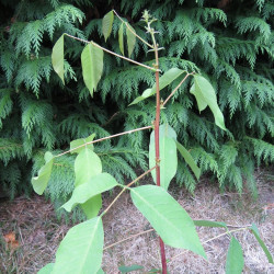 Erythrina compacta Zwijnenburg