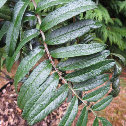 Sorbus scalaris