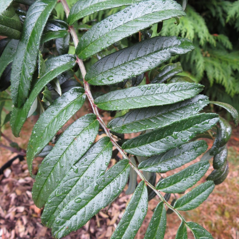Sorbus scalaris Sorbus scalaris