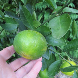 Citrus unshiu 'wase'