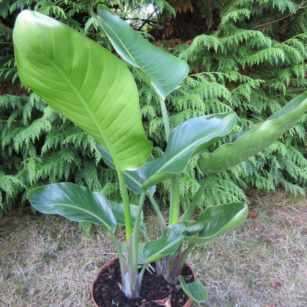 Strelitzia Nicolai Loiseau De Paradis Blanc Géant