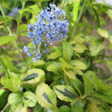 Ceanothus thyrsiflorus Zanzibar