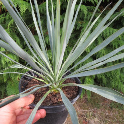 Yucca gloriosa x rostrata