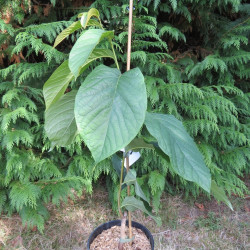 Asimina triloba Susquehanna