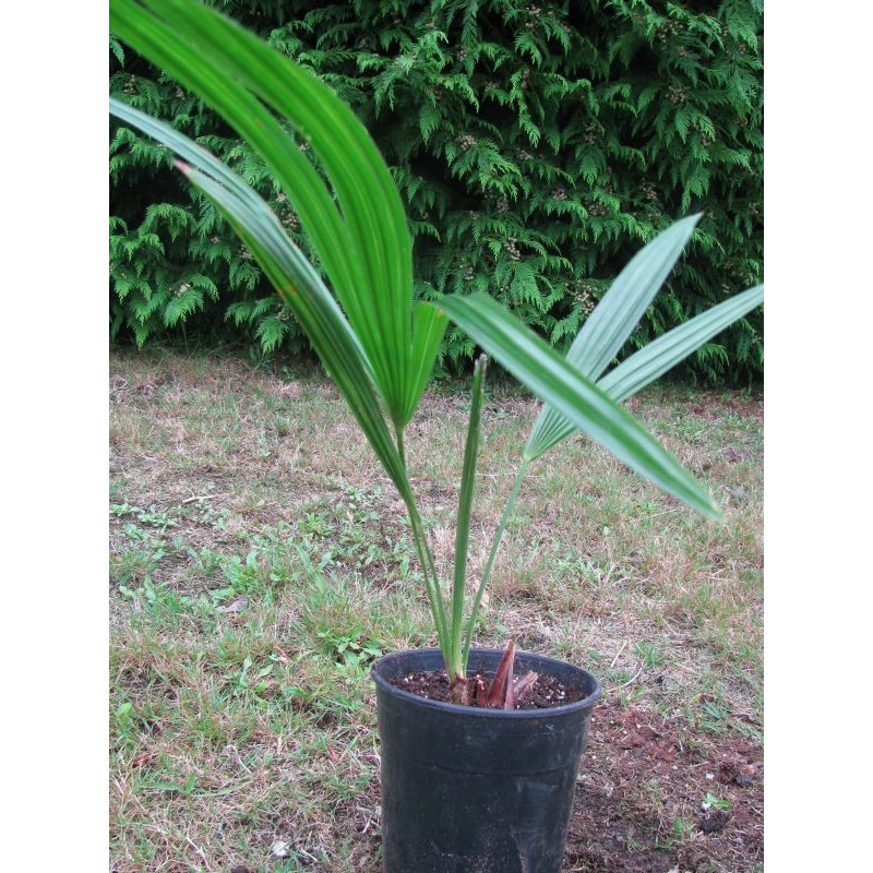 Trachycarpus nanus