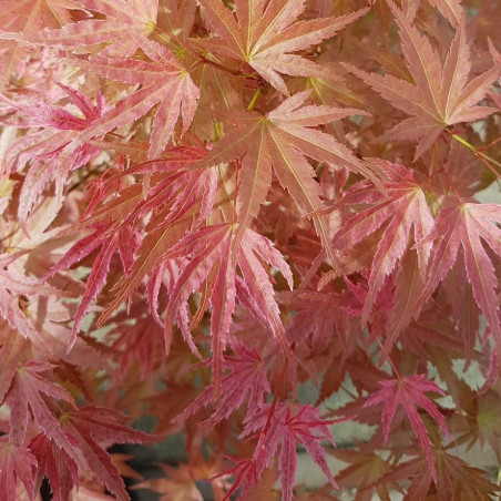 Acer palmatum butterscotch®