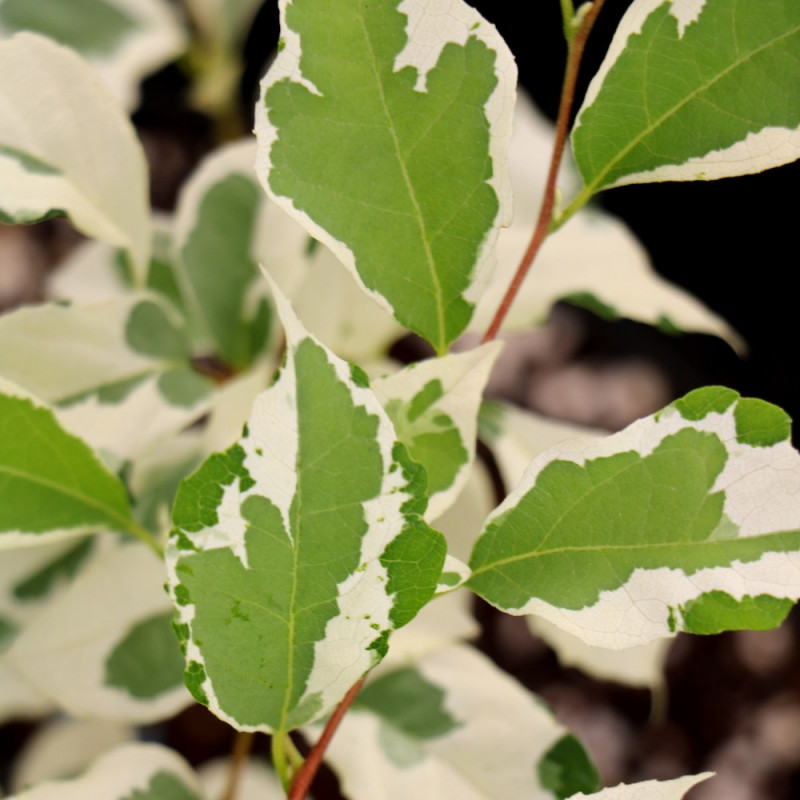 Styrax japonica variegata