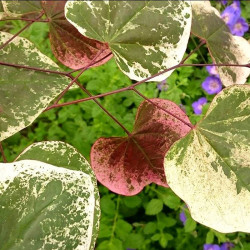 Cercis Carolina sweetheart®