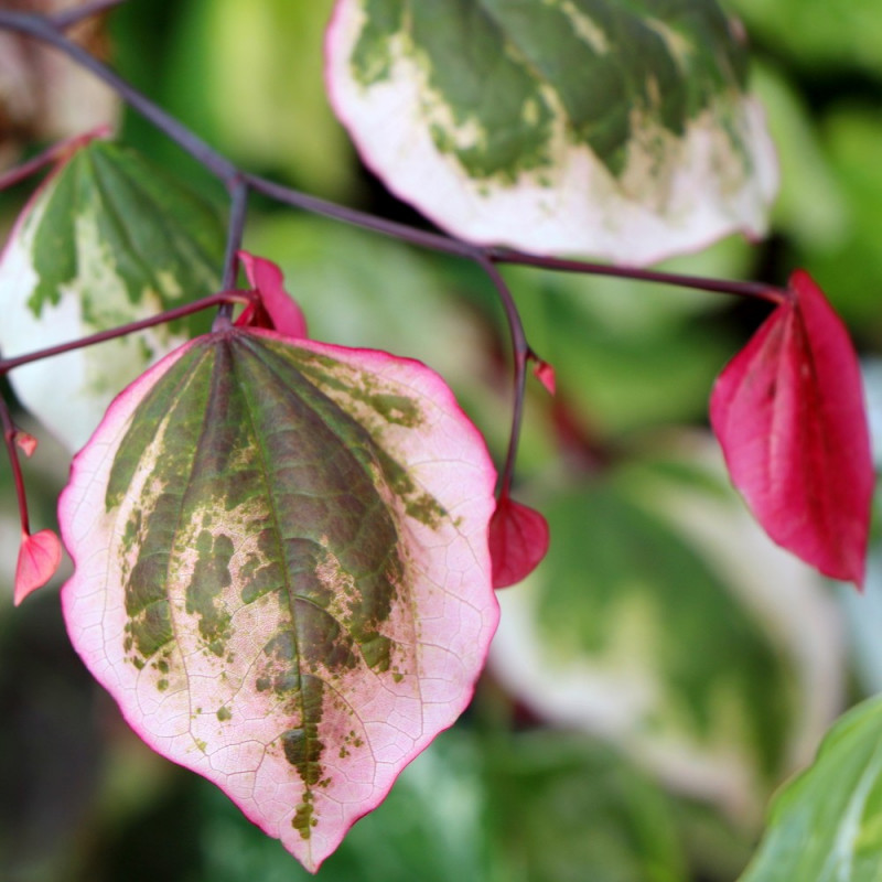 Cercis Carolina sweetheart®