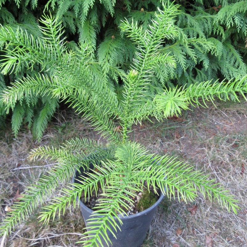 Araucaria montana