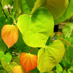 Cercis the rising sun®