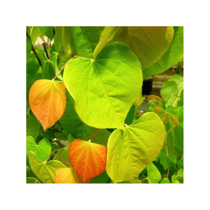 Cercis the rising sun®