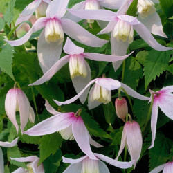 Clematis Willy