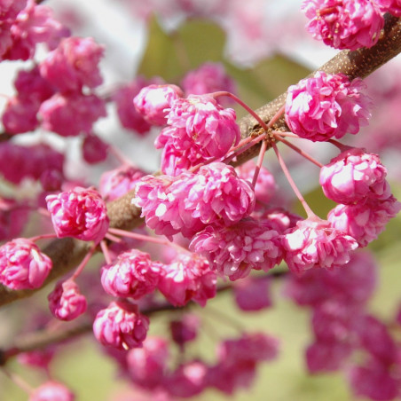 Cercis pink pom poms