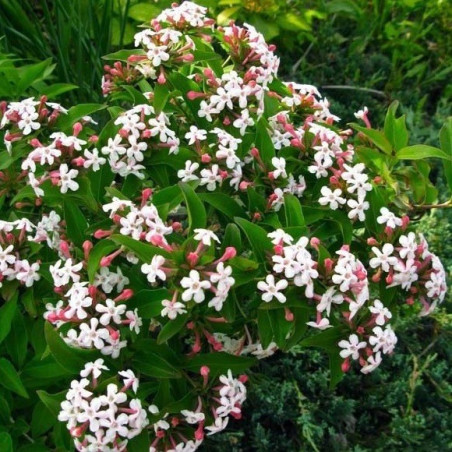 Abelia Monia bridal bouquet