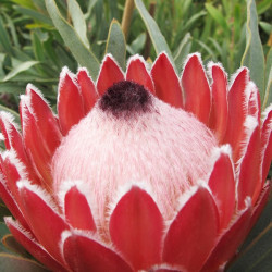 Protea Sheila