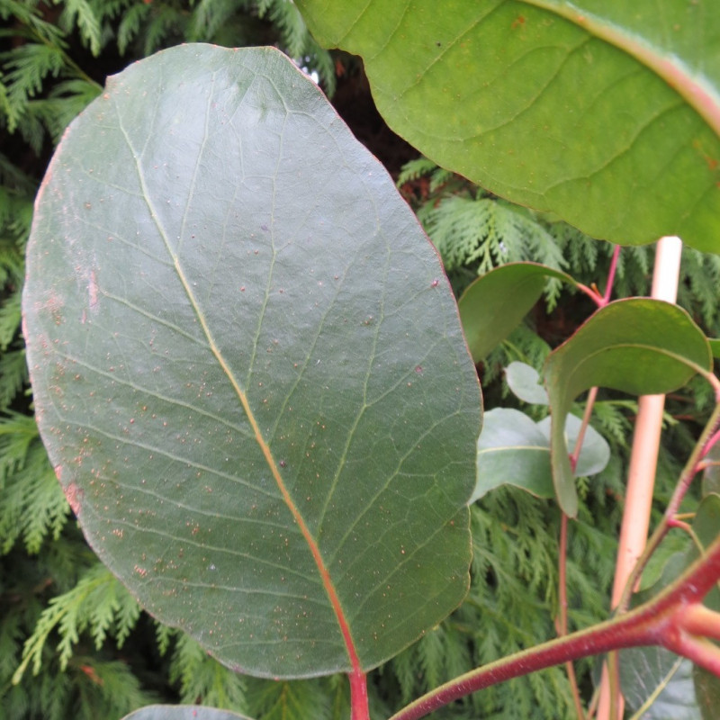 Eucalyptus alpina