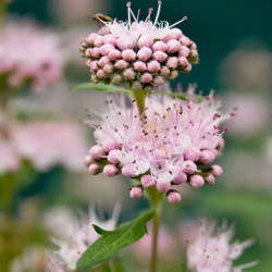 Caryopteris Stephi®