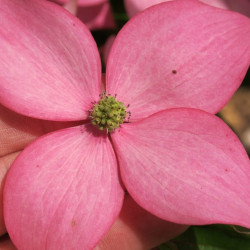 Cornus scarlet fire®