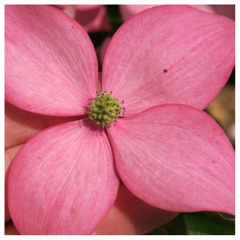 Cornus scarlet fire®