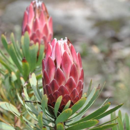 Protea Venus