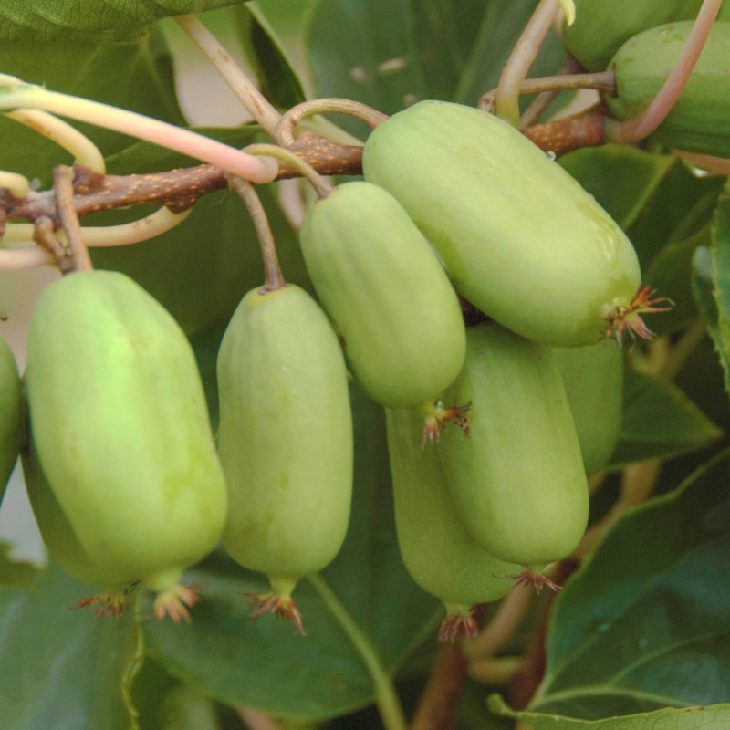 Actinidia super jumbo