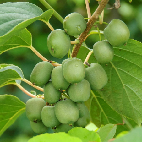 Actinidia fresh jumbo