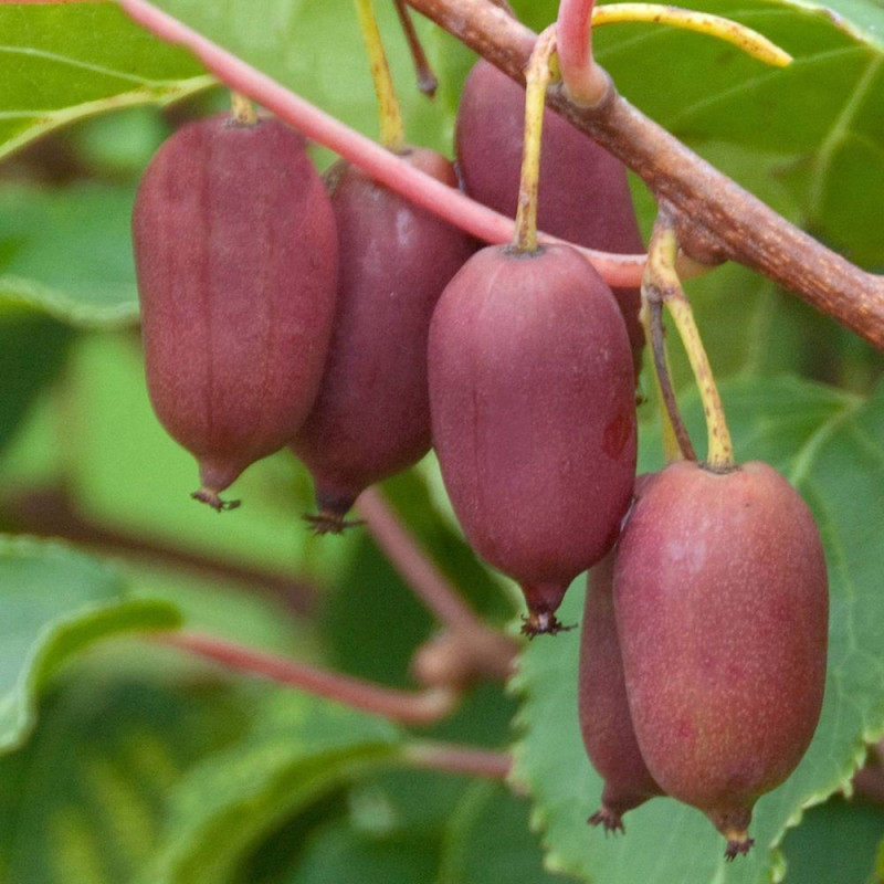 Actinidia red jumbo