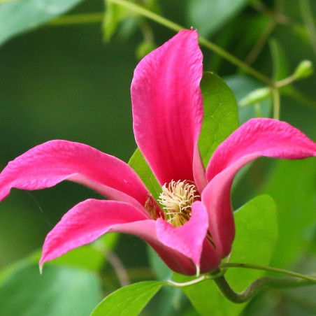 Clematis texensis 'Princess Diana'