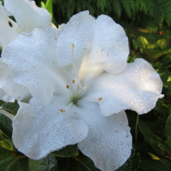 Azalea encore® pure white