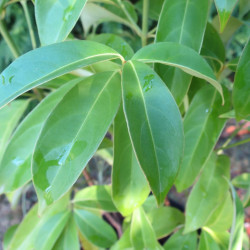 Cornus augustata empress of China®