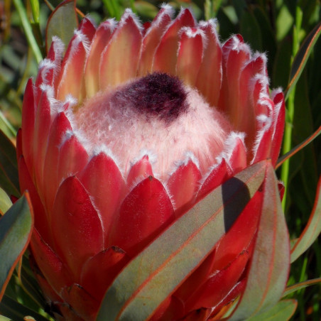 Protea Juliet