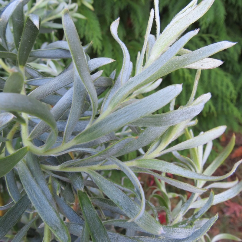 Leucadendron gypsy silver