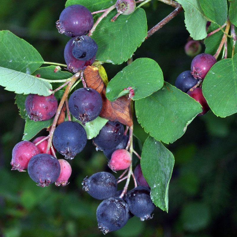 Amelanchier alnifolia Saskatoon berry®