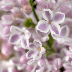 Syringa Lila wonder®