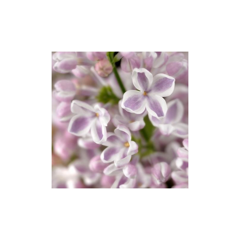 Syringa Lila wonder®