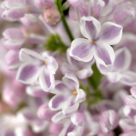 Syringa Lila wonder®